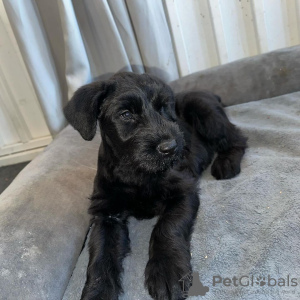 Foto №1. schnauzer - zum Verkauf in der Stadt Las Vegas | 473€ | Ankündigung № 123236