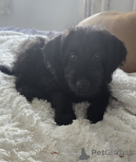 Foto №2 zu Ankündigung № 157790 zu verkaufen labrador retriever - einkaufen Belgien züchter