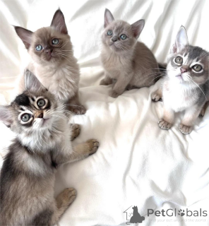 Foto №1. burma-katze - zum Verkauf in der Stadt Grönitz | 350€ | Ankündigung № 154159