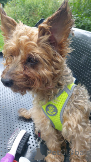 Foto №4. Ich werde verkaufen  in der Stadt London. quotient 	ankündigung - preis - Frei