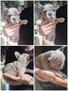 Foto №4. Ich werde verkaufen französische bulldogge in der Stadt Brest.  - preis - Frei