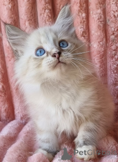 Foto №2 zu Ankündigung № 154385 zu verkaufen neva maskerade - einkaufen Ukraine quotient 	ankündigung, vom kindergarten, züchter