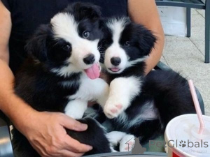 Foto №1. border collie - zum Verkauf in der Stadt Tampere | verhandelt | Ankündigung № 175139
