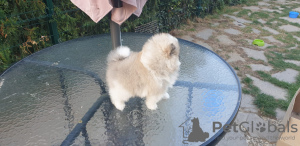 Foto №4. Ich werde verkaufen pommersche spitz in der Stadt Panagyurishte. züchter - preis - Frei