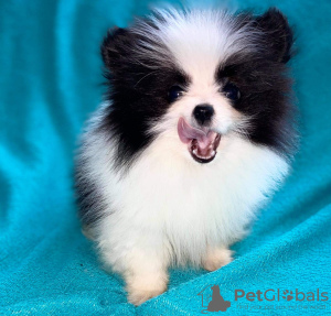 Foto №2 zu Ankündigung № 10756 zu verkaufen pommersche spitz - einkaufen Estland quotient 	ankündigung