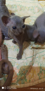 Foto №2 zu Ankündigung № 2816 zu verkaufen sphynx cat - einkaufen Ukraine quotient 	ankündigung, züchter