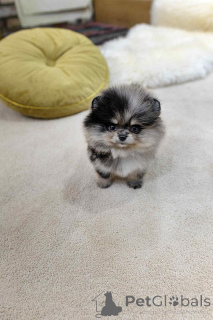 Foto №3. Pommerianische Welpen zur Adoption. Spanien