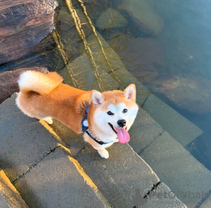 Foto №1. shiba - zum Verkauf in der Stadt Burgas | verhandelt | Ankündigung № 111784