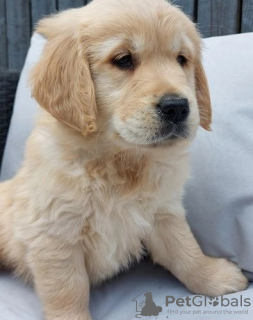 Zusätzliche Fotos: Entzückende Golden Retriever-Welpen, die bereit sind, kostenlos in ihr neues und