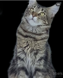 Foto №4. Ich werde verkaufen maine-coon-katze in der Stadt Almaty.  - preis - Frei