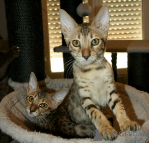 Foto №3. Savannah-Kätzchen, 2 Männchen, 1 Weibchen, braun geflecktes Gold. Belgien