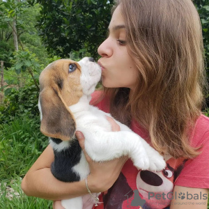 Foto №3. Wunderschöne Beagle-Welpen. Deutschland