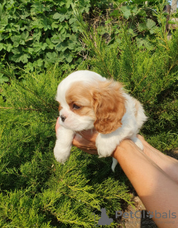 Foto №3. Cavalier King Charles Spaniel-Mädchen. Russische Föderation