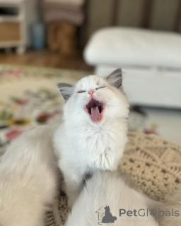Foto №2 zu Ankündigung № 158063 zu verkaufen ragdoll-katze - einkaufen Deutschland züchter