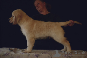 Foto №4. Ich werde verkaufen golden retriever in der Stadt St. Petersburg. züchter - preis - 845€