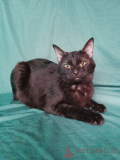 Foto №1.  - zum Verkauf in der Stadt Moskwa | Frei | Ankündigung № 161656