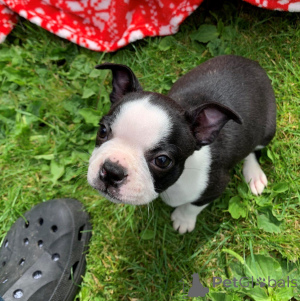 Foto №4. Ich werde verkaufen boston terrier in der Stadt Ciney. quotient 	ankündigung, züchter - preis - 800€