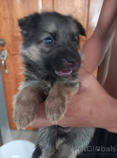 Foto №2 zu Ankündigung № 142816 zu verkaufen deutscher schäferhund - einkaufen Deutschland quotient 	ankündigung