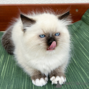 Foto №2 zu Ankündigung № 171360 zu verkaufen ragdoll-katze - einkaufen Dänemark züchter