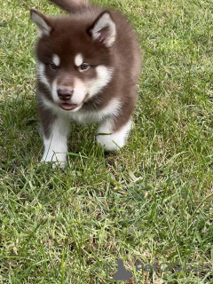 Foto №2 zu Ankündigung № 176230 zu verkaufen alaskan malamute - einkaufen USA quotient 	ankündigung