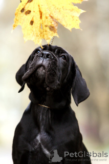 Zusätzliche Fotos: Italienische Cane Corso-Welpen