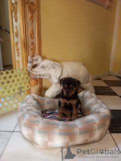 Foto №3. Welpen. Weißrussland