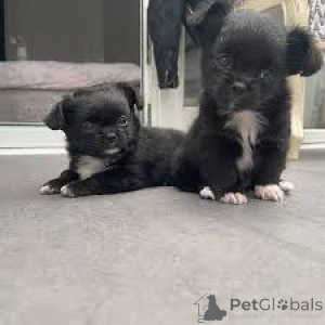 Foto №2 zu Ankündigung № 164694 zu verkaufen chihuahua - einkaufen Finnland quotient 	ankündigung, züchter