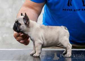 Foto №1. französische bulldogge - zum Verkauf in der Stadt Belgrad | verhandelt | Ankündigung № 173372