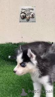 Foto №3. Siberischer Husky-Welpen zum Verkauf. Belgien