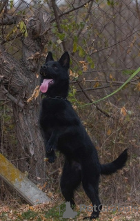 Foto №1. deutscher schäferhund - zum Verkauf in der Stadt Belgrad | verhandelt | Ankündigung № 125200