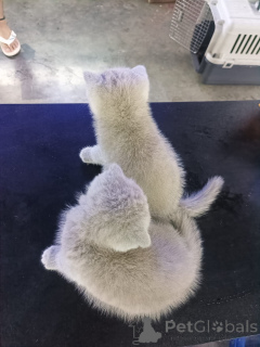 Foto №4. Ich werde verkaufen schottische faltohrkatze in der Stadt Anderu. quotient 	ankündigung - preis - 530€