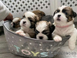 Foto №3. Shih Tzu. USA