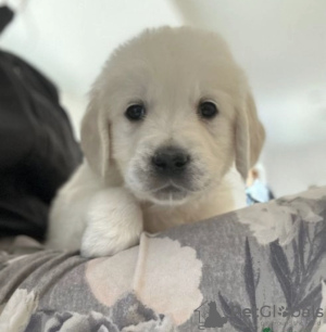 Foto №1. golden retriever - zum Verkauf in der Stadt Bergen | verhandelt | Ankündigung № 47089