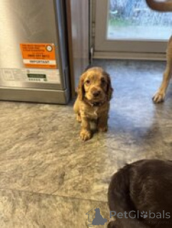 Foto №1. amerikanischer cocker spaniel - zum Verkauf in der Stadt Bella | verhandelt | Ankündigung № 168838