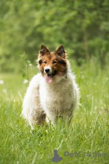 Foto №4. Ich werde verkaufen mischlingshund in der Stadt Москва.  - preis - Frei