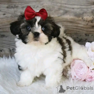 Foto №3. Shihtzu -Welpen zur Adoption in zur Adoption in verfügbar. USA