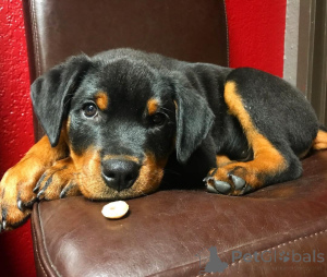 Foto №3. Süße Rottweiler-Welpen. Kanada
