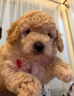 Foto №1. border collie - zum Verkauf in der Stadt Bedford | 242€ | Ankündigung № 163954