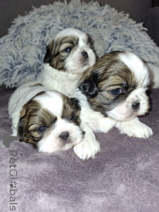 Foto №2 zu Ankündigung № 165358 zu verkaufen lhasa apso, maltipu, pekingese, pommersche spitz, shih tzu - einkaufen Estland vom kindergarten, züchter