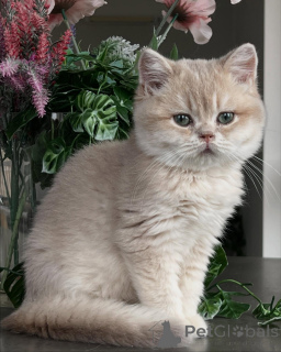 Foto №2 zu Ankündigung № 163612 zu verkaufen chinchilla-katze - einkaufen Deutschland züchter