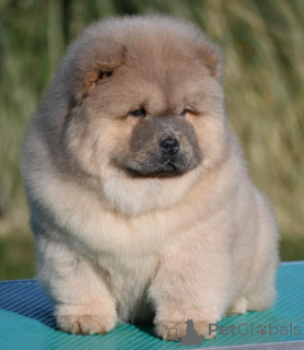Foto №3. Chow Chow Chow Chow Chow Chow. Serbien