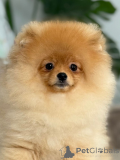 Foto №3. Pommerscher Welpe Tropus. Litauen