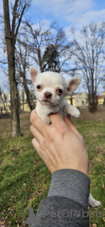Foto №3. Chihuahua puppies. Serbien