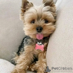 Foto №2 zu Ankündigung № 123117 zu verkaufen  - einkaufen USA züchter