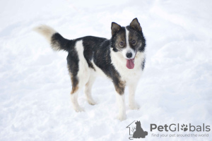 Foto №1. mischlingshund - zum Verkauf in der Stadt Pushkino | Frei | Ankündigung № 18288