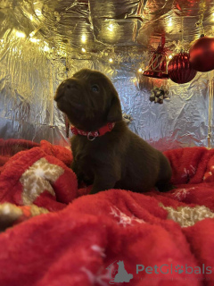 Foto №2 zu Ankündigung № 157687 zu verkaufen labradoodle - einkaufen Belgien züchter