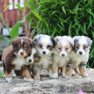 Foto №1. australian shepherd - zum Verkauf in der Stadt Bamberg | 350€ | Ankündigung № 169409