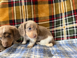 Foto №1.  - zum Verkauf in der Stadt Berlin | verhandelt | Ankündigung № 166429