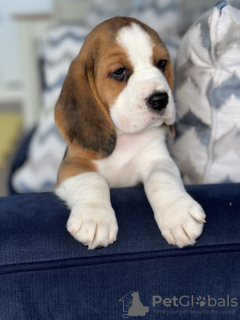 Foto №2 zu Ankündigung № 102243 zu verkaufen beagle - einkaufen USA quotient 	ankündigung