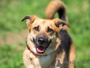 Foto №4. Ich werde verkaufen mischlingshund in der Stadt Москва. quotient 	ankündigung - preis - Frei